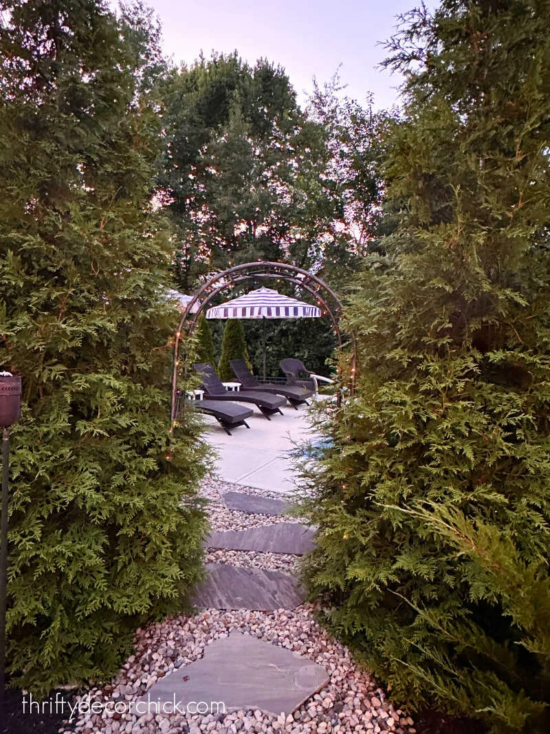 fast growing arborvitae trees